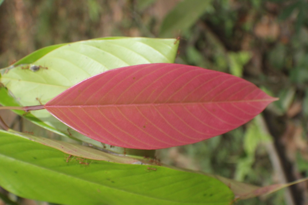 Doona macrophylla Thwaites