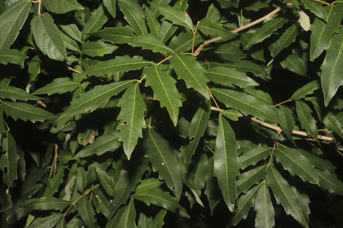 Dimocarpus gardneri (Thwaites) Leenh.