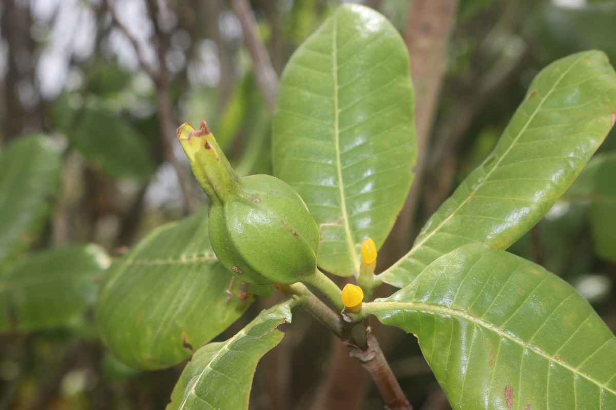 Gardenia fosbergii Tirveng.