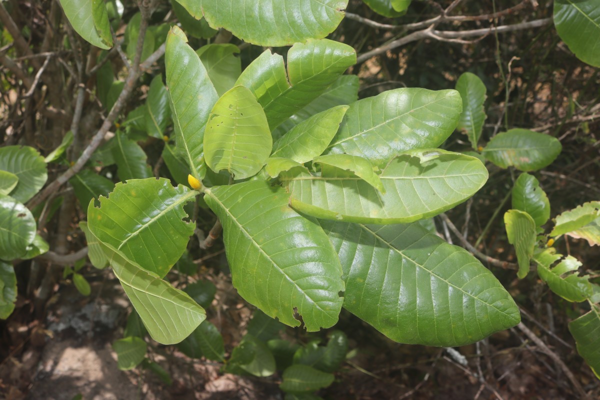Gardenia fosbergii Tirveng.