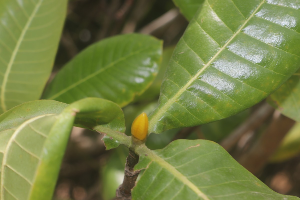 Gardenia fosbergii Tirveng.