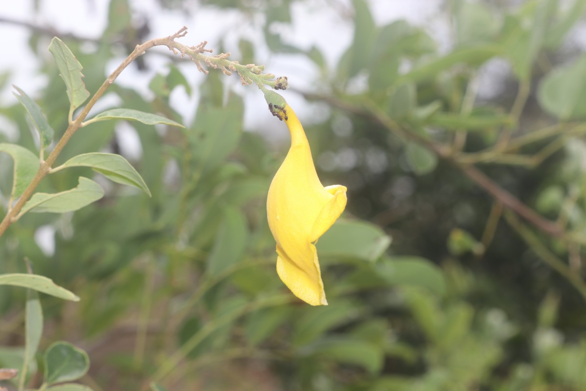 Gmelina asiatica L.