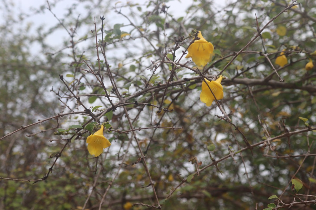 Gmelina asiatica L.