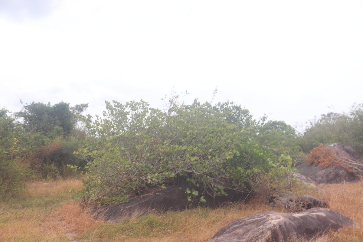 Gardenia fosbergii Tirveng.