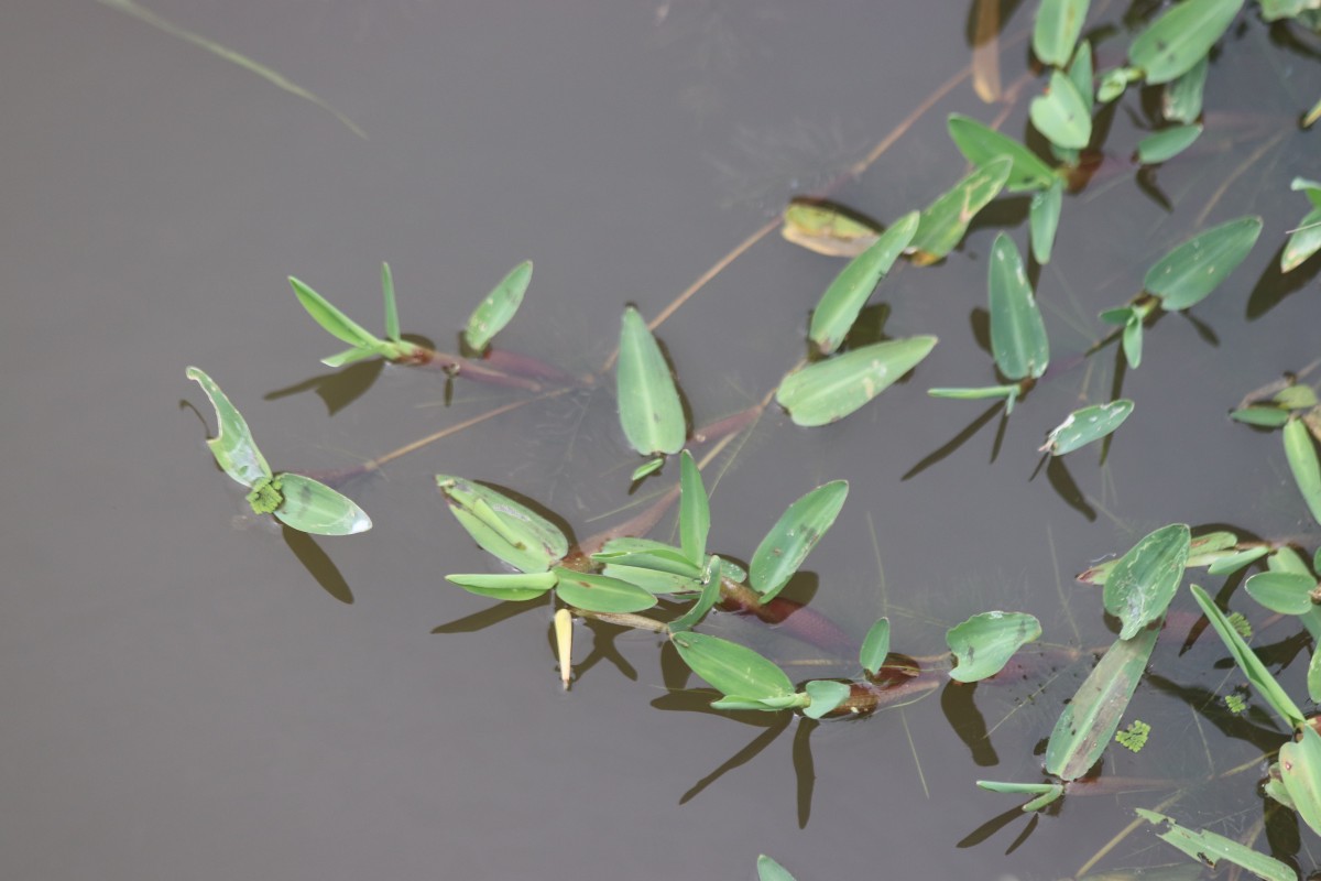 Hygroryza aristata (Retz.) Nees ex Wight & Arn.