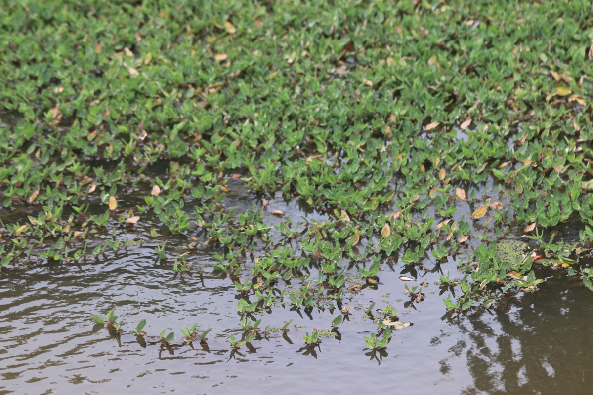 Hygroryza aristata (Retz.) Nees ex Wight & Arn.