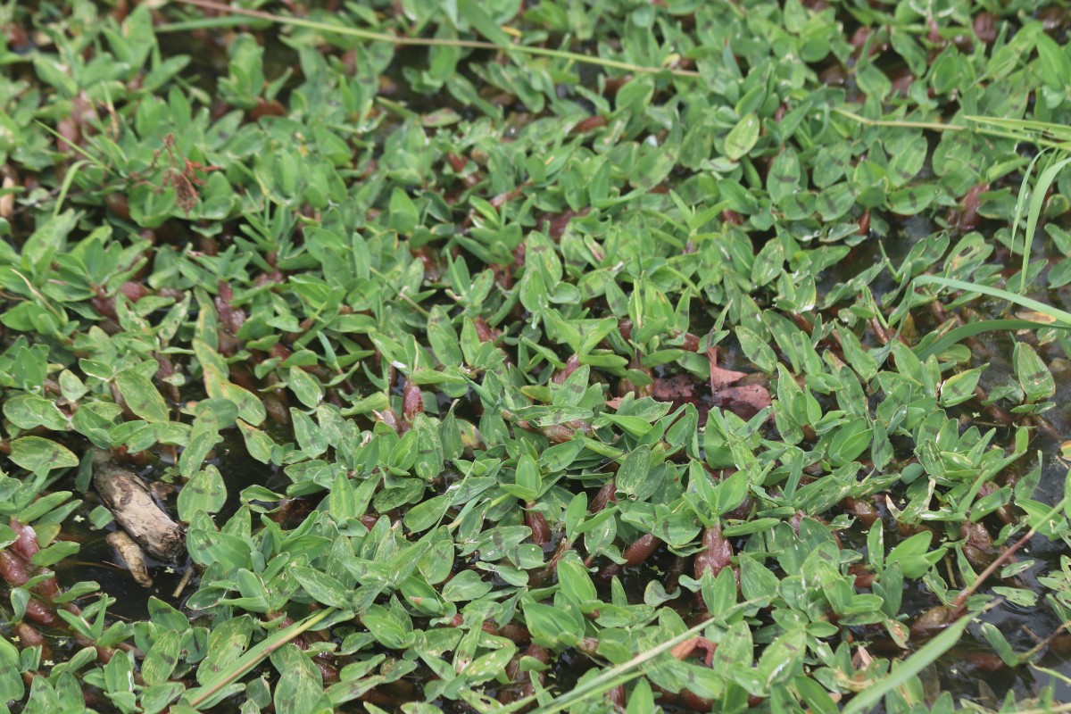 Hygroryza aristata (Retz.) Nees ex Wight & Arn.