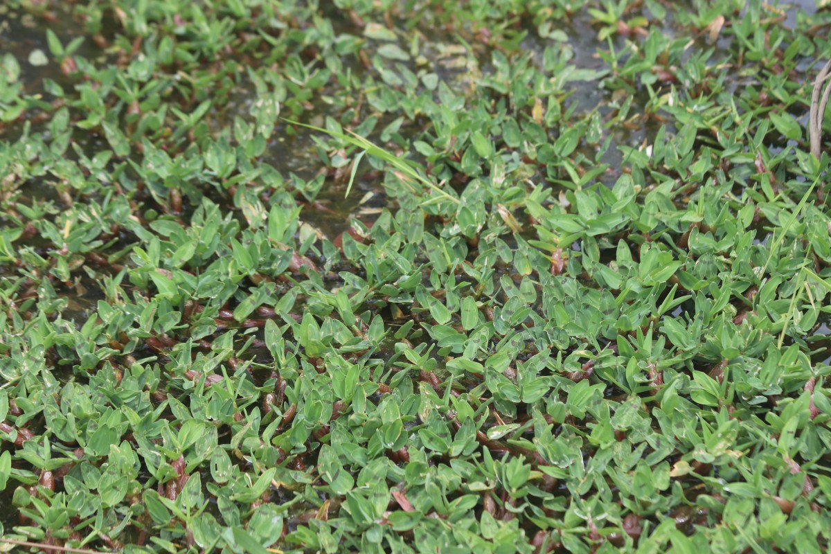 Hygroryza aristata (Retz.) Nees ex Wight & Arn.