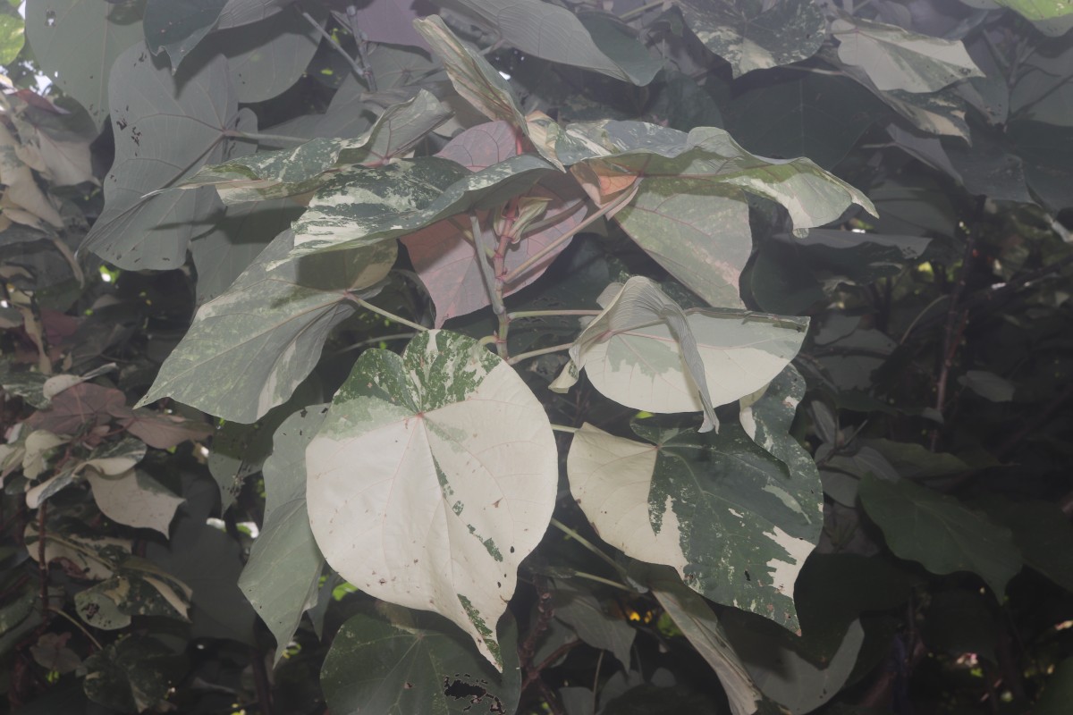 Hibiscus tiliaceus L.