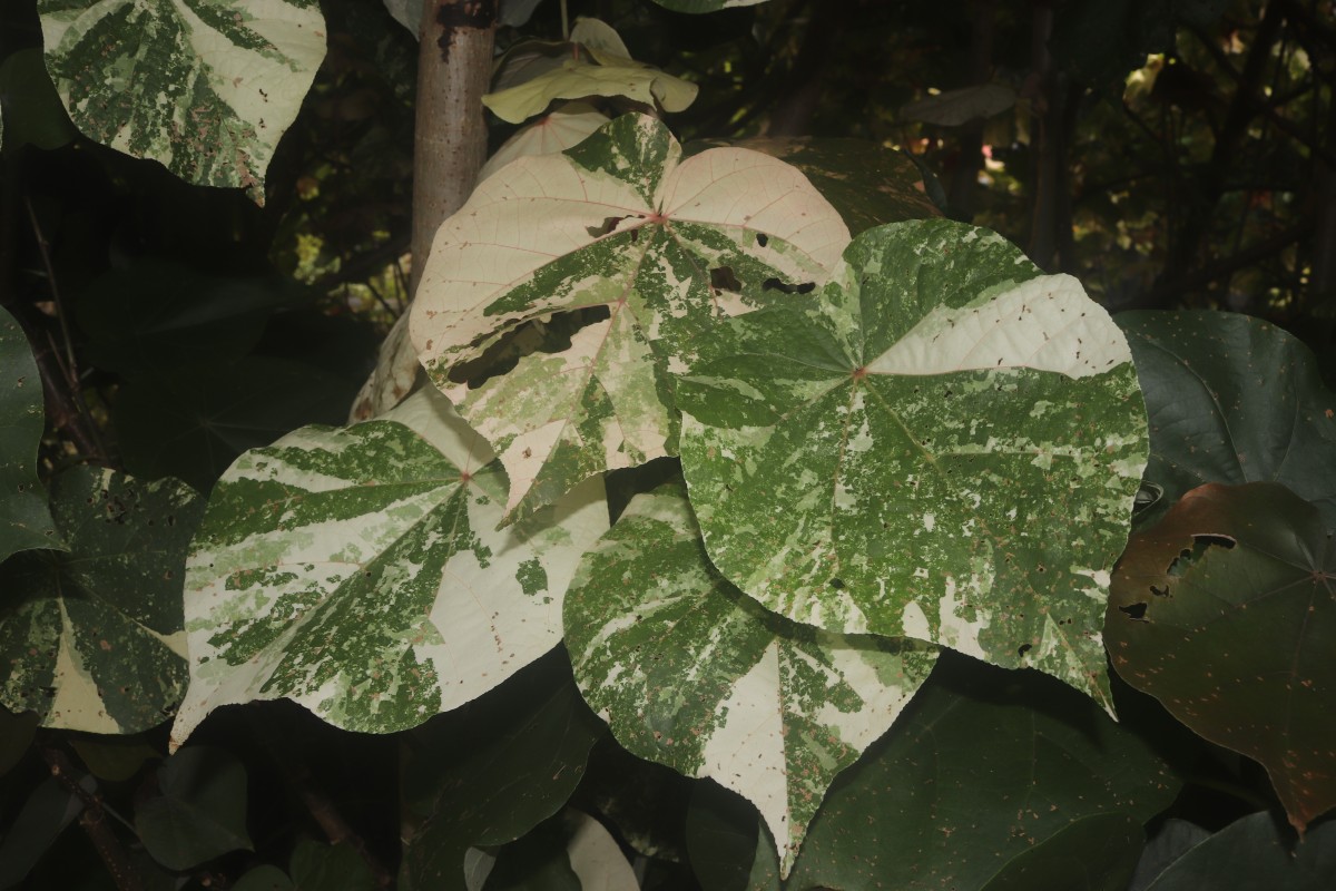 Hibiscus tiliaceus L.