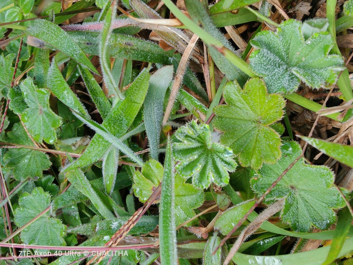 Alchemilla indica Gardner