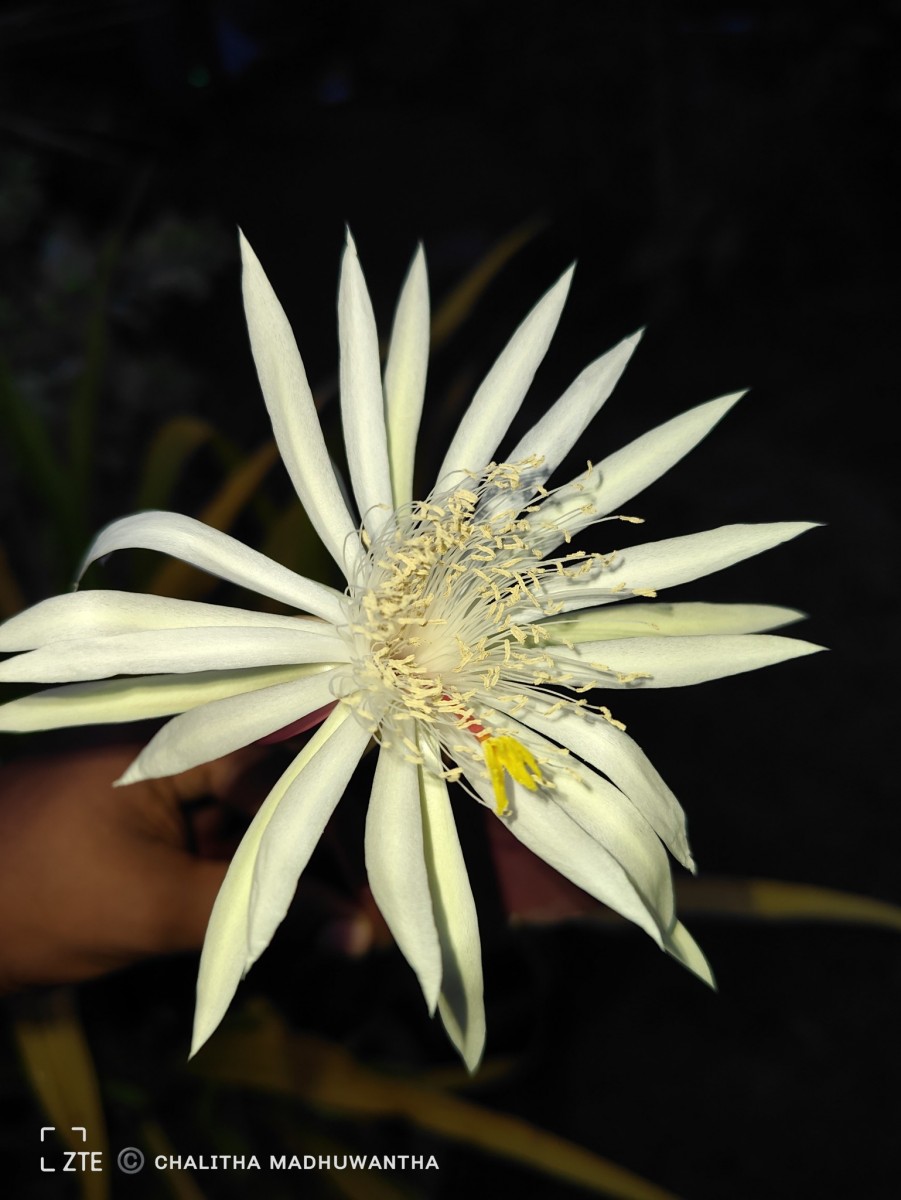 Epiphyllum hookeri Haw.