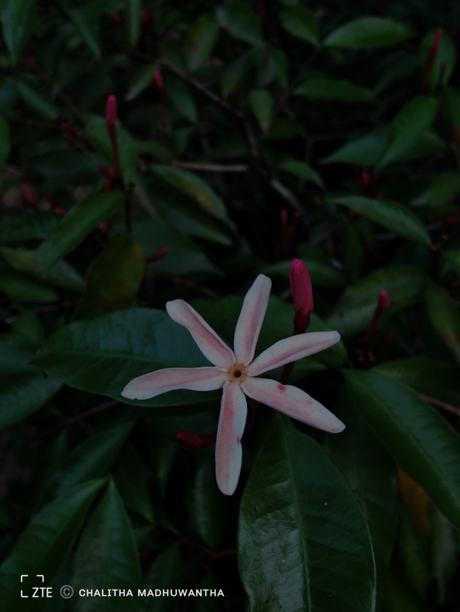 Kopsia obscura D.J.Middleton