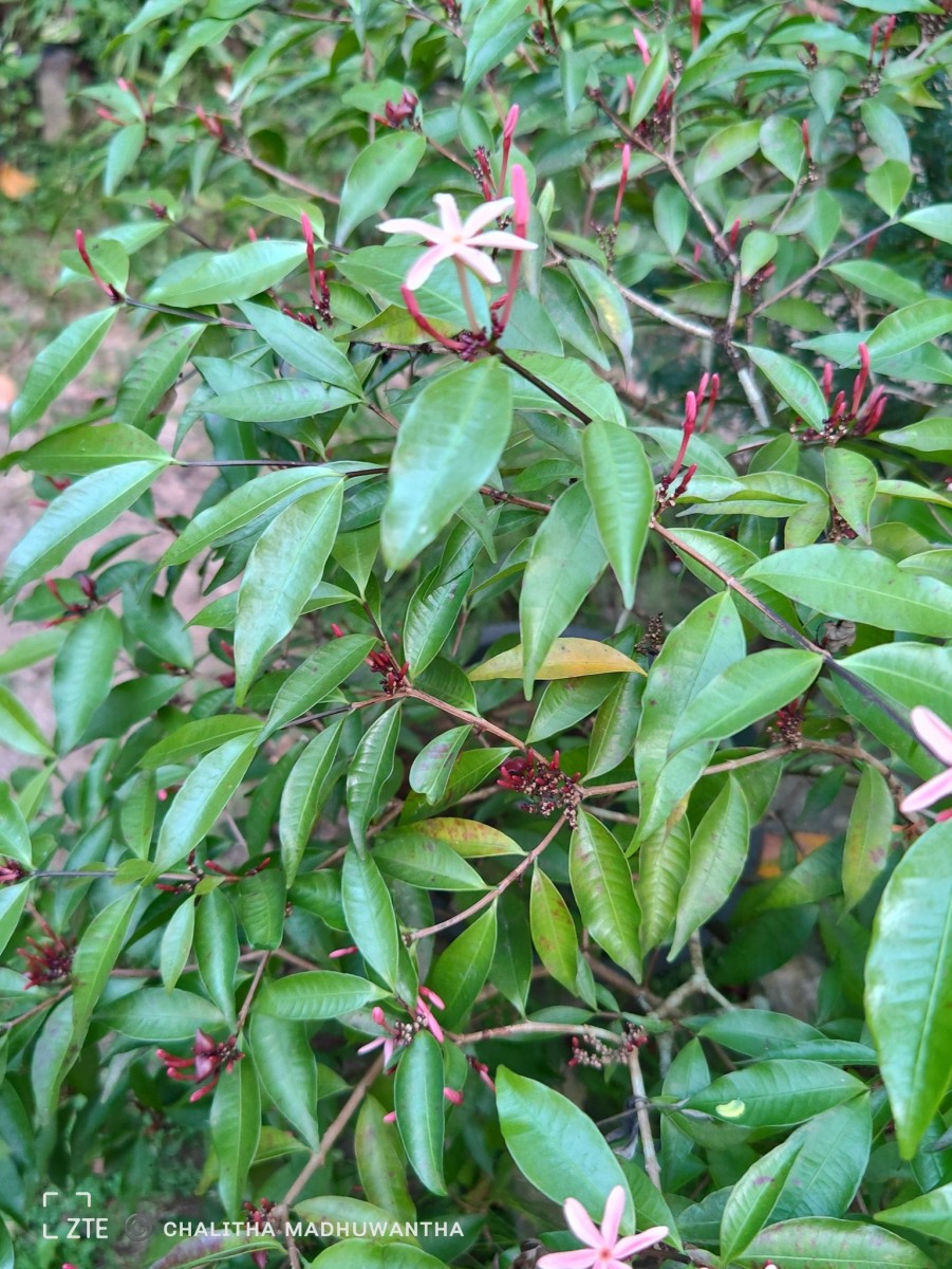 Kopsia obscura D.J.Middleton