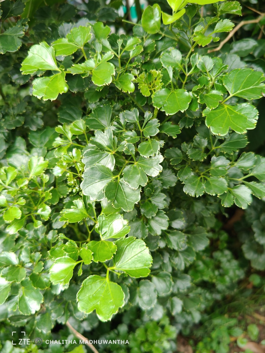 Polyscias guilfoylei (W.Bull) L.H.Bailey