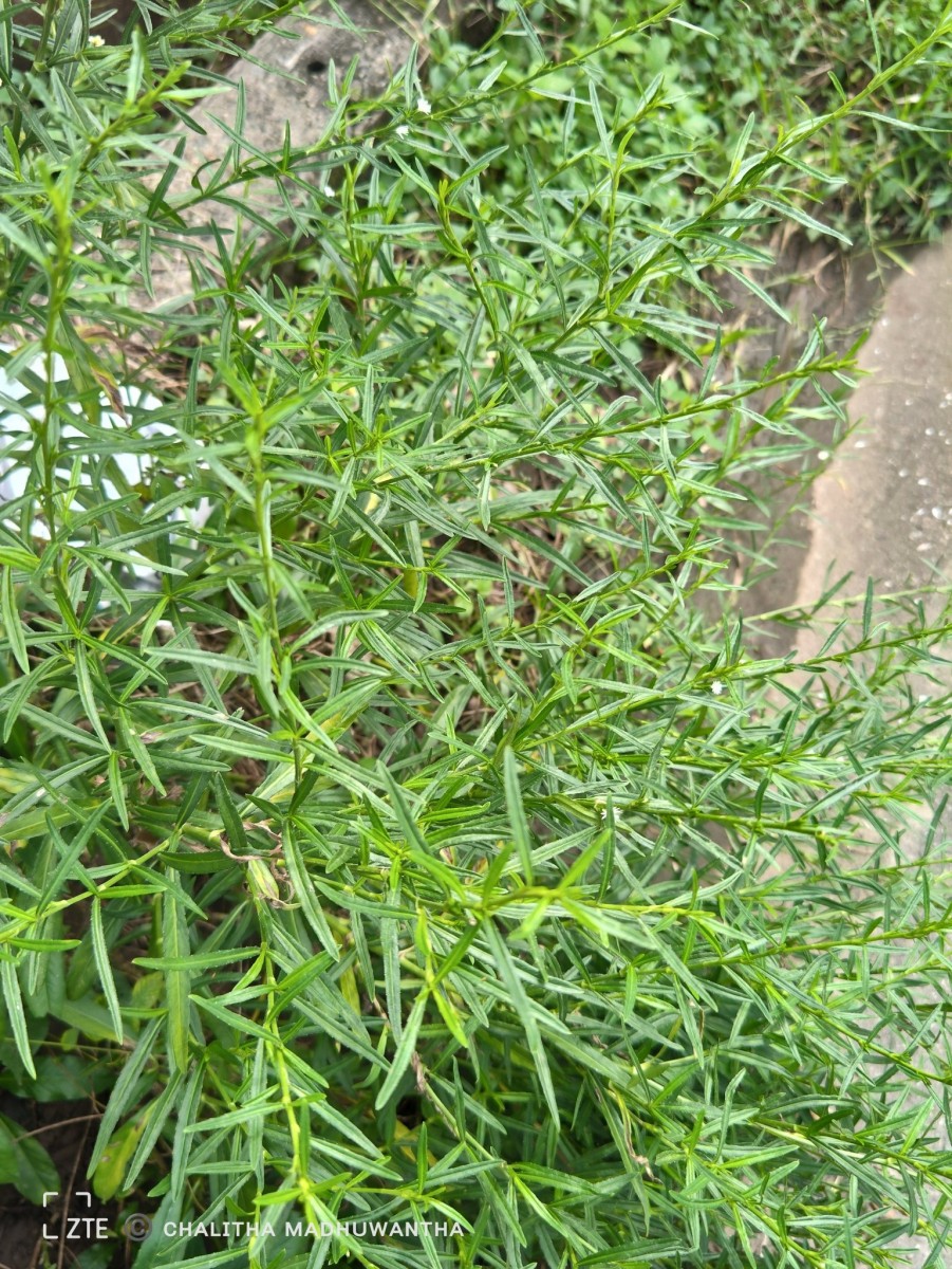 Pseudelephantopus spicatus (Juss. ex Aubl.) C.F.Baker