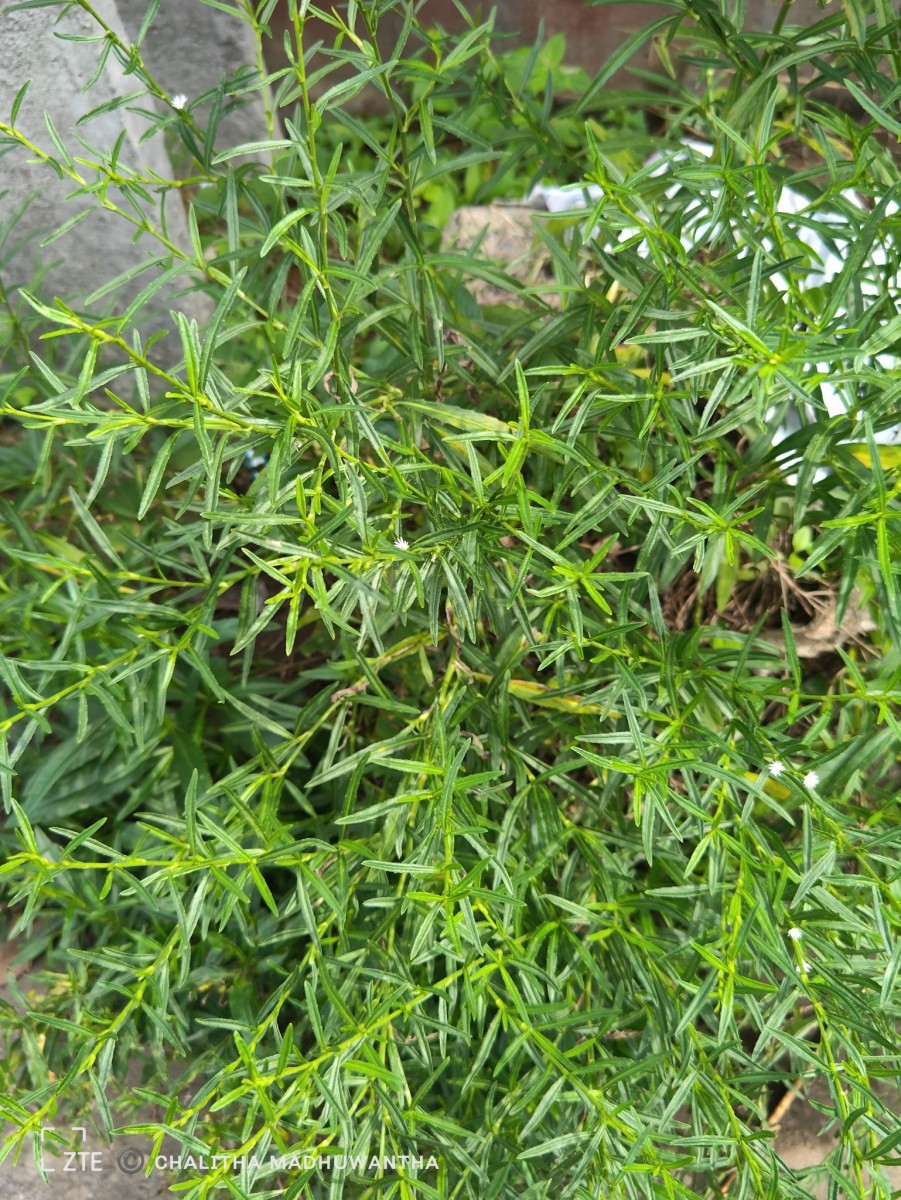 Pseudelephantopus spicatus (Juss. ex Aubl.) C.F.Baker