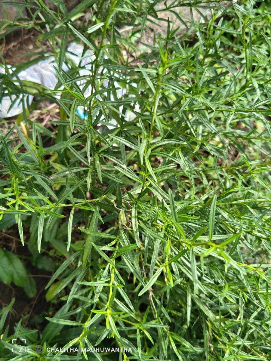 Pseudelephantopus spicatus (Juss. ex Aubl.) C.F.Baker