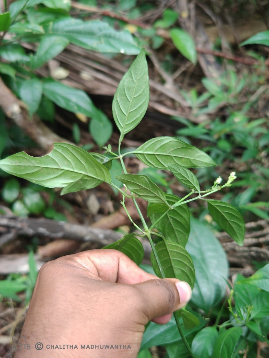 Justicia ceylanica (Nees) T.Anderson