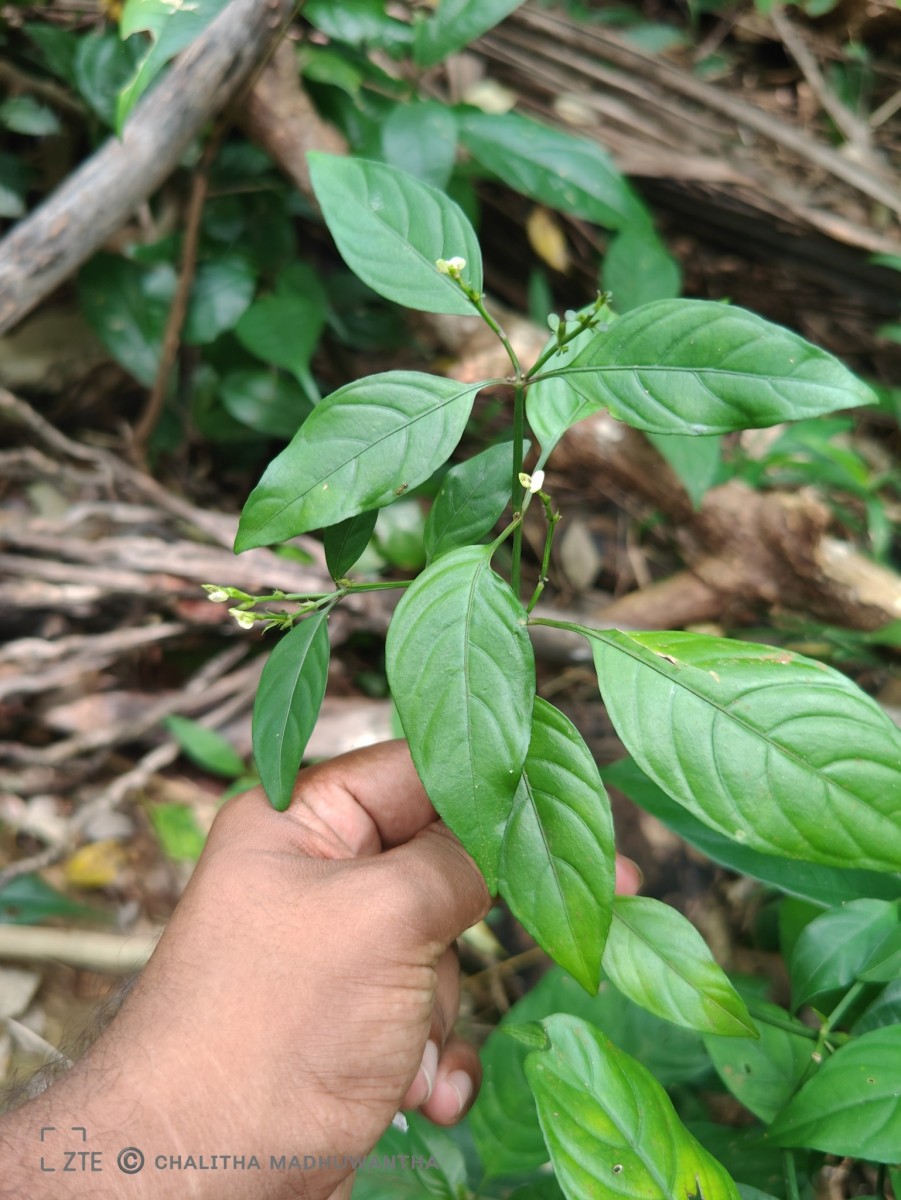 Justicia ceylanica (Nees) T.Anderson