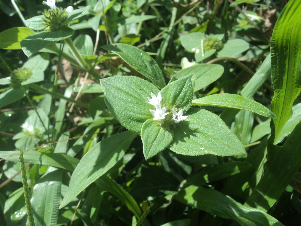 Richardia brasiliensis Gomes
