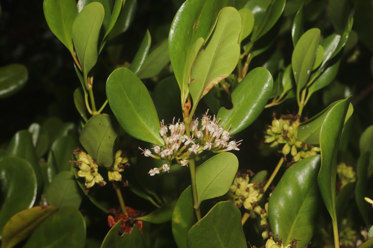 Scyphiphora hydrophylacea C.F.Gaertn.