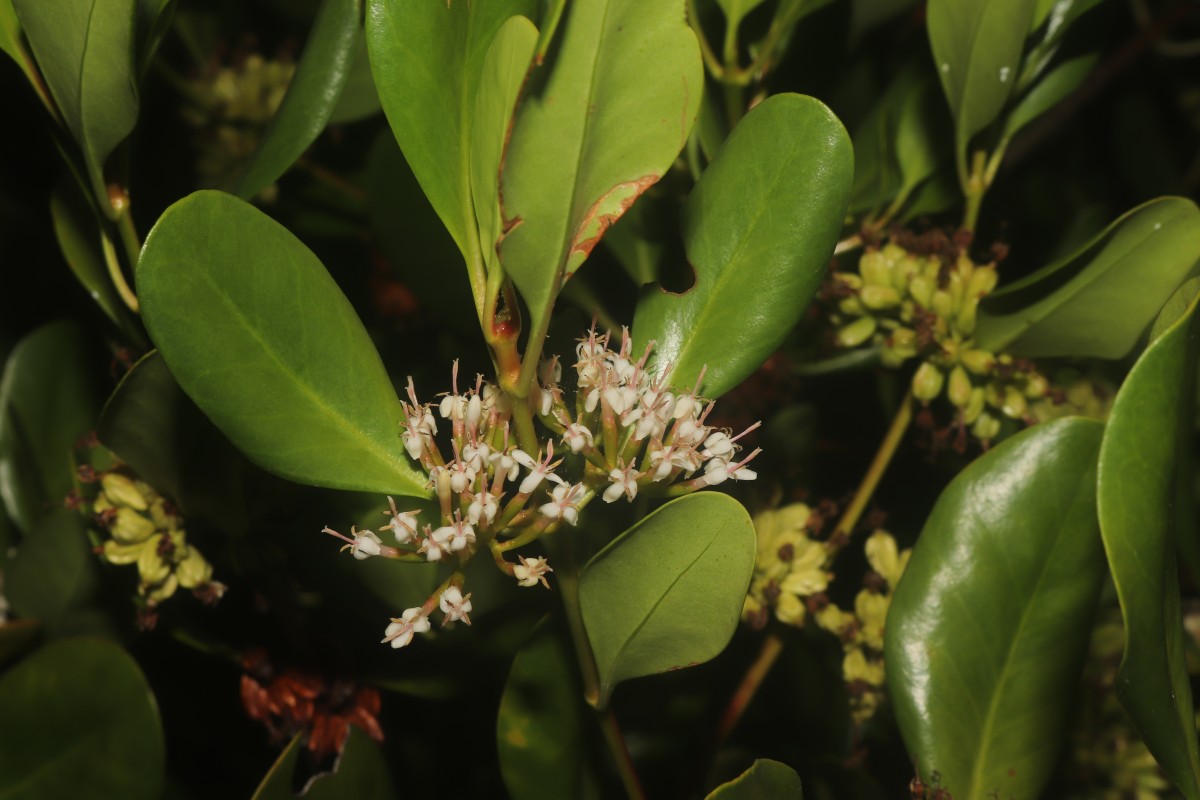 Scyphiphora hydrophylacea C.F.Gaertn.