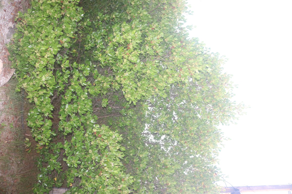 Scyphiphora hydrophylacea C.F.Gaertn.