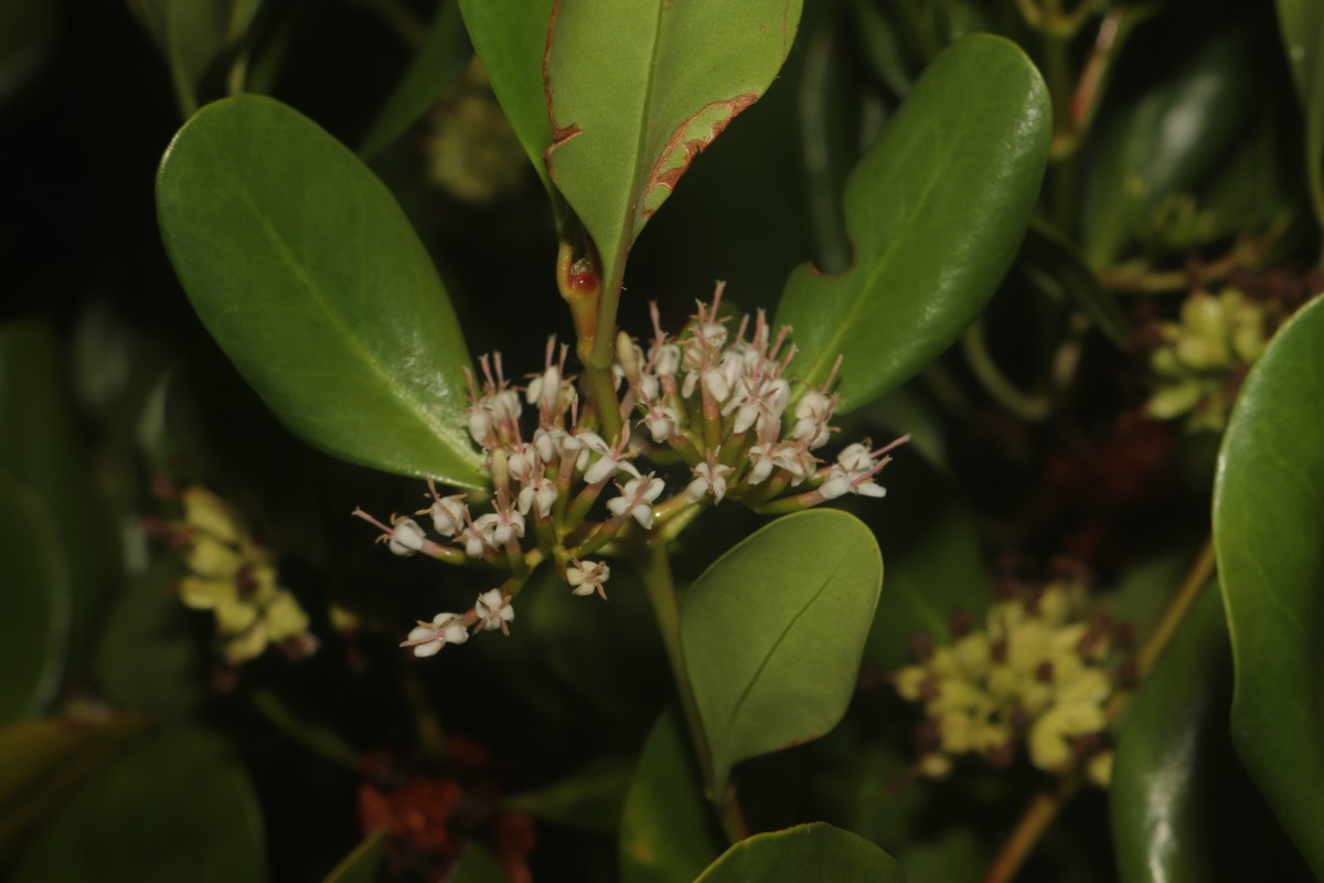 Scyphiphora hydrophylacea C.F.Gaertn.