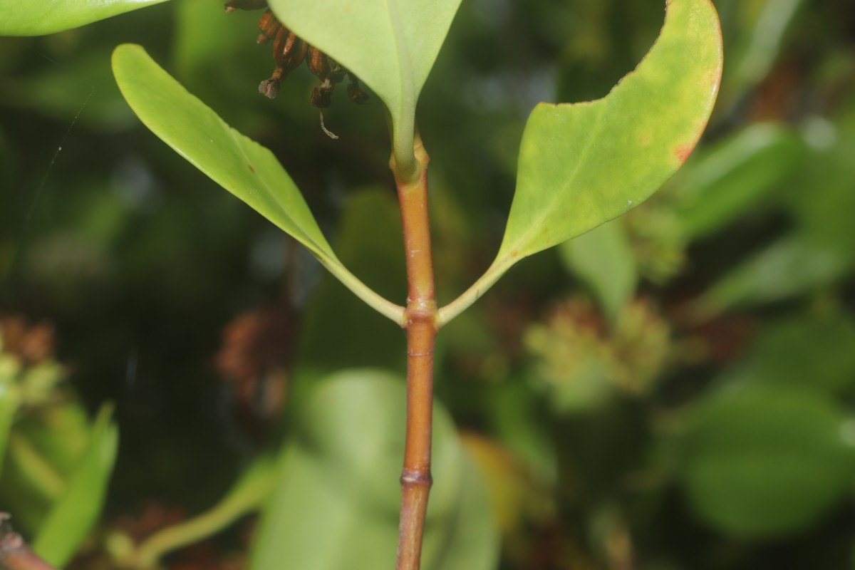Scyphiphora hydrophylacea C.F.Gaertn.
