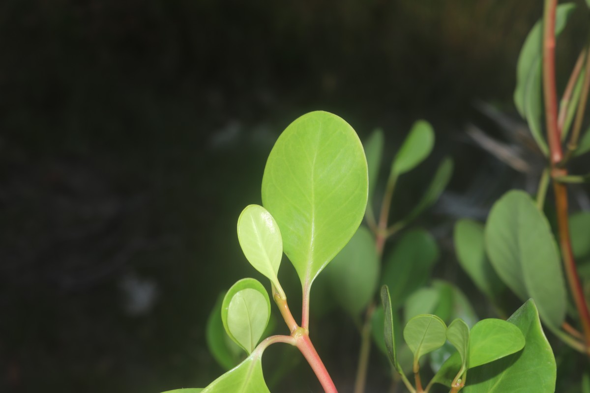 Scyphiphora hydrophylacea C.F.Gaertn.