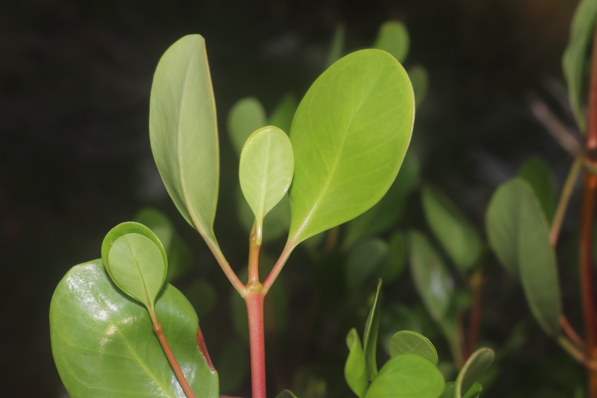 Scyphiphora hydrophylacea C.F.Gaertn.