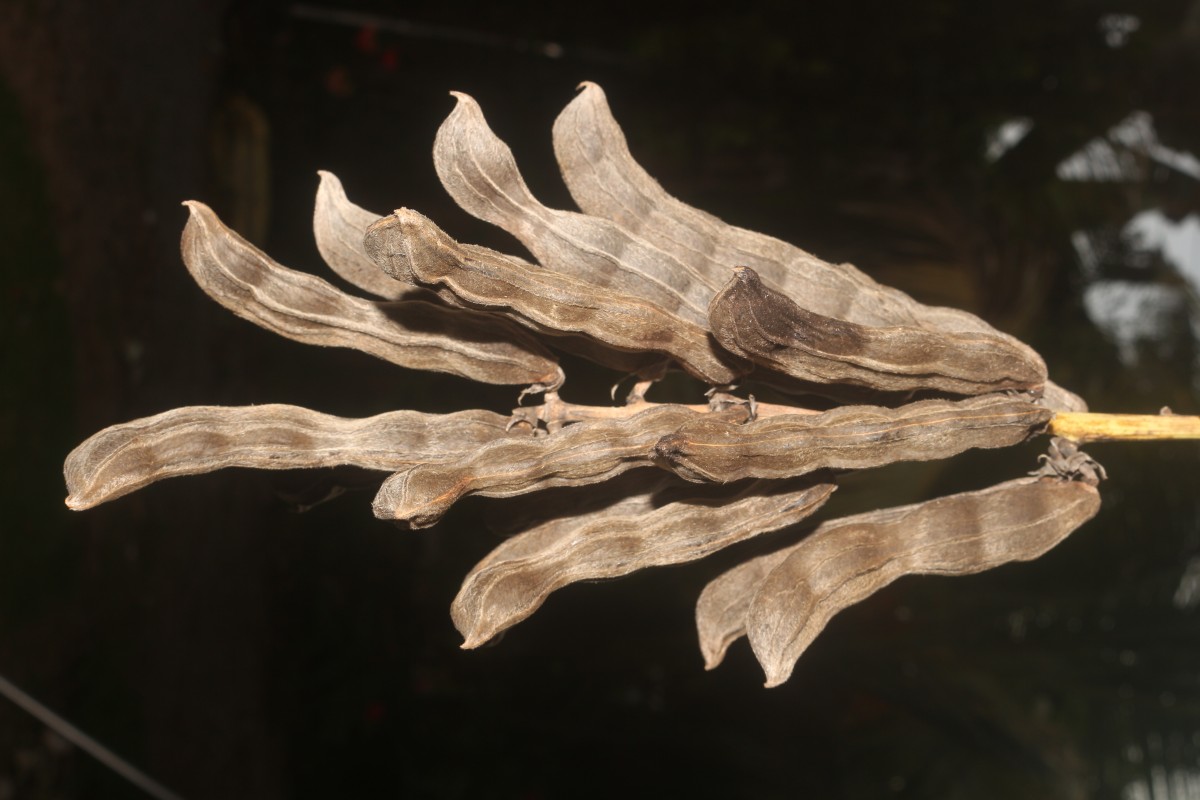 Mucuna pruriens var. utilis (Wall. ex Wight) Baker ex Burck