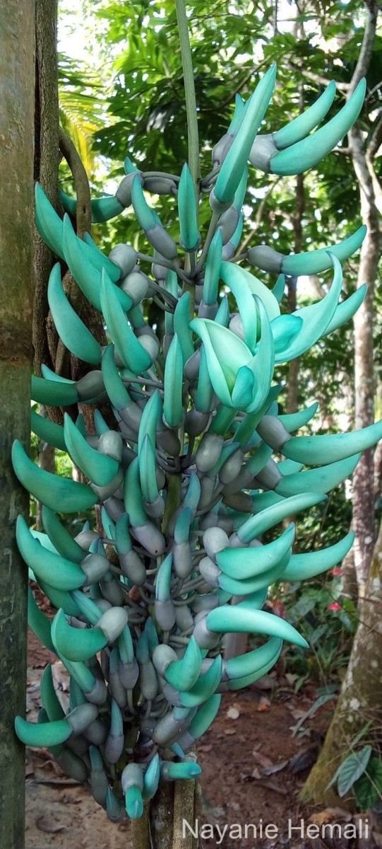 Strongylodon macrobotrys A.Gray