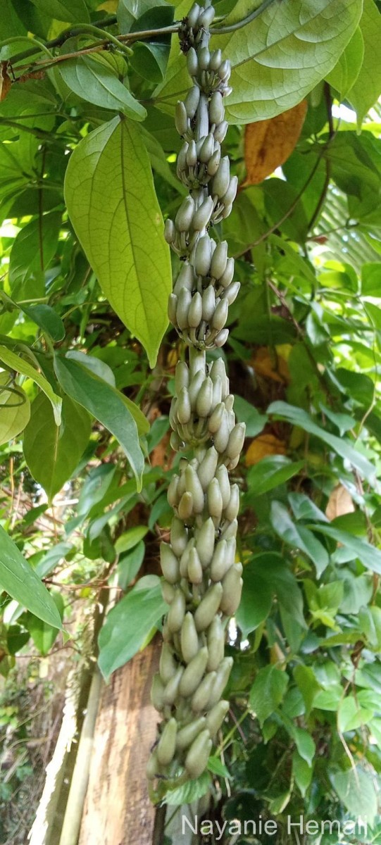 Strongylodon macrobotrys A.Gray