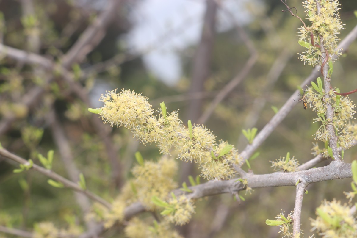 Flueggea leucopyrus Willd.