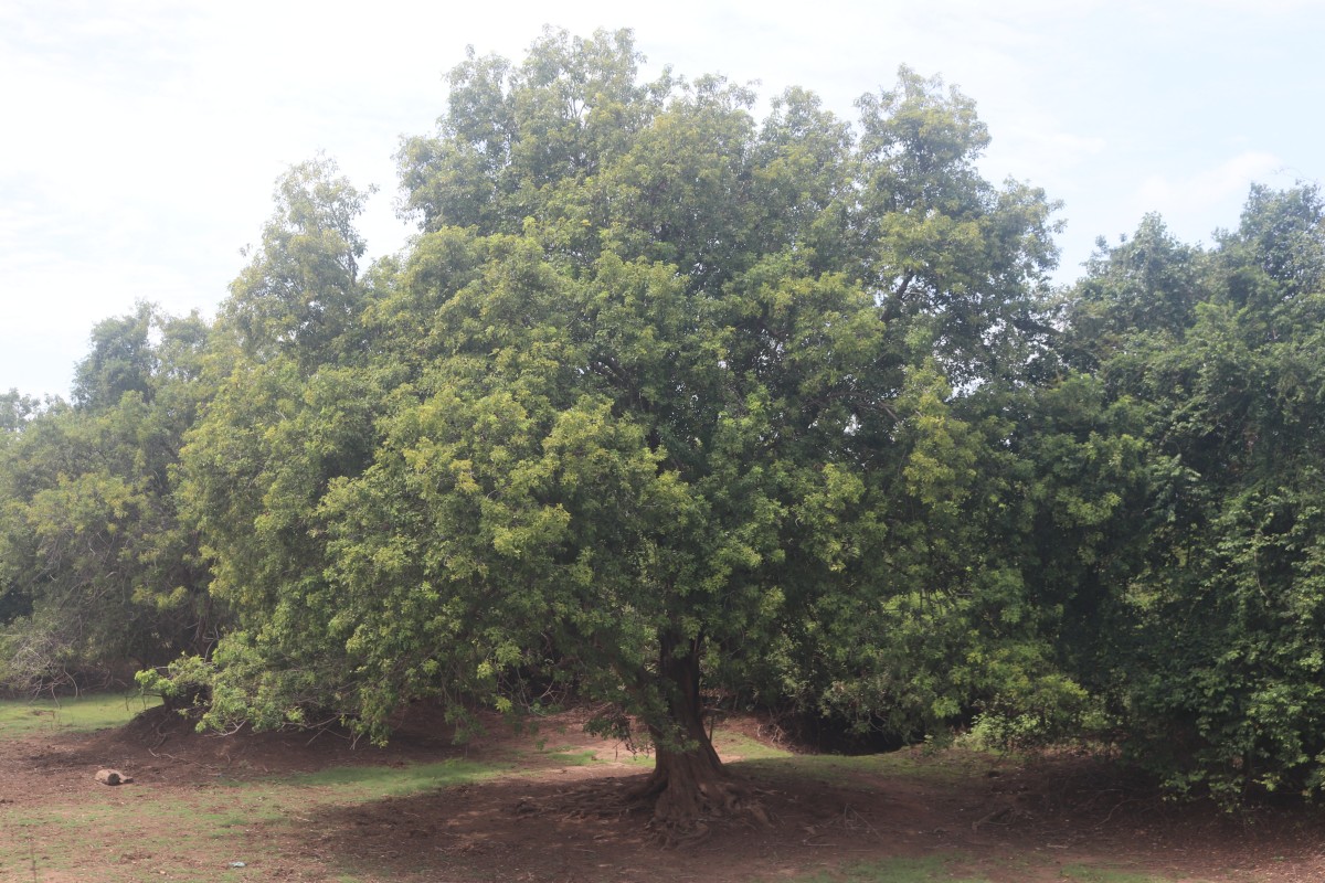 Vitex leucoxylon L.f.