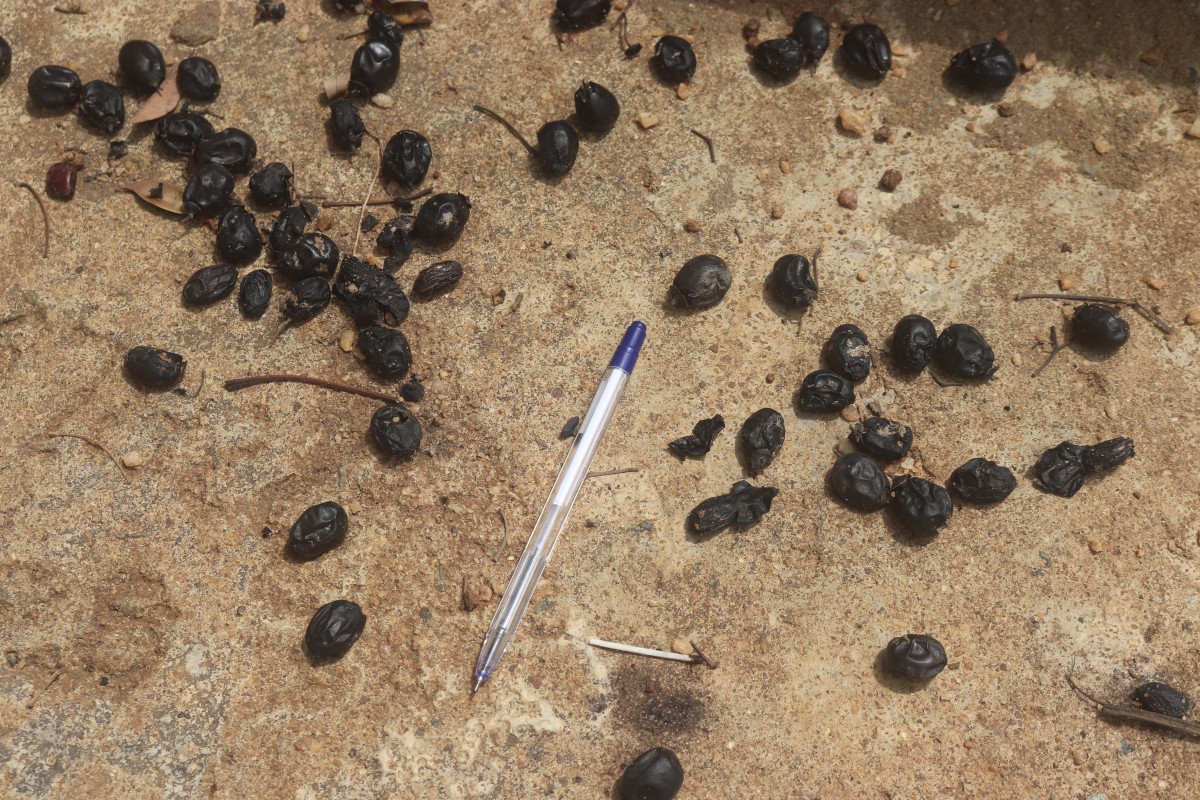 Vitex leucoxylon L.f.