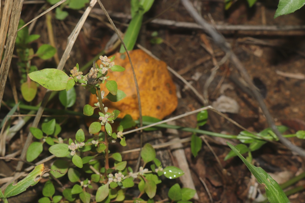 Nothosaerva brachiata (L.) Wight