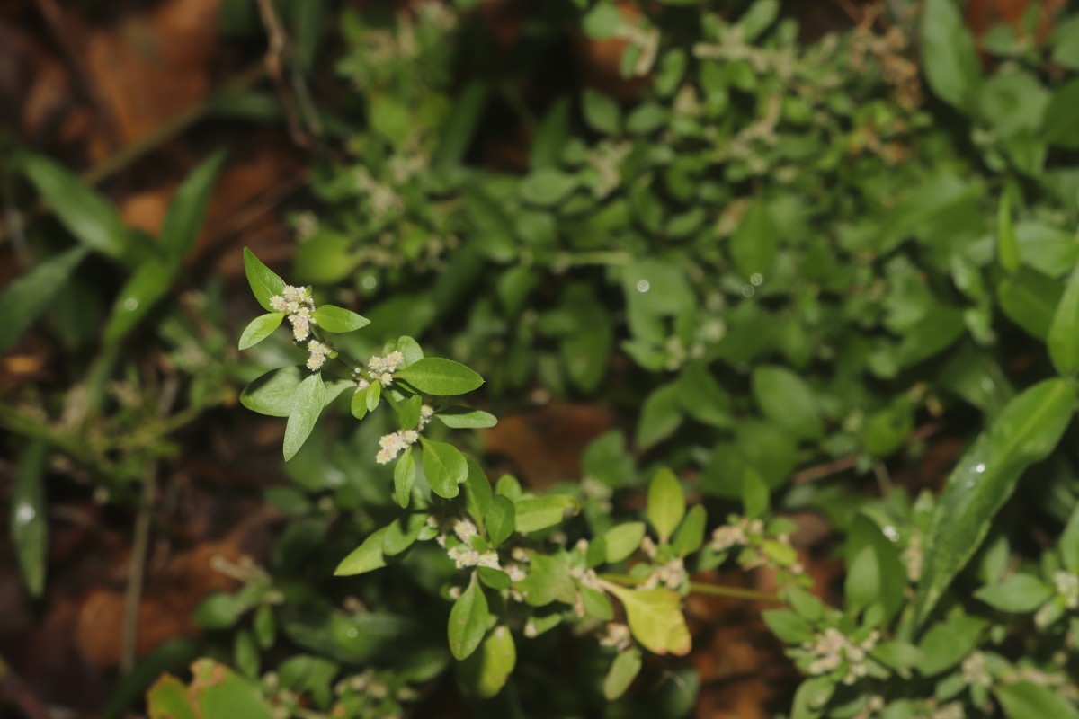 Nothosaerva brachiata (L.) Wight