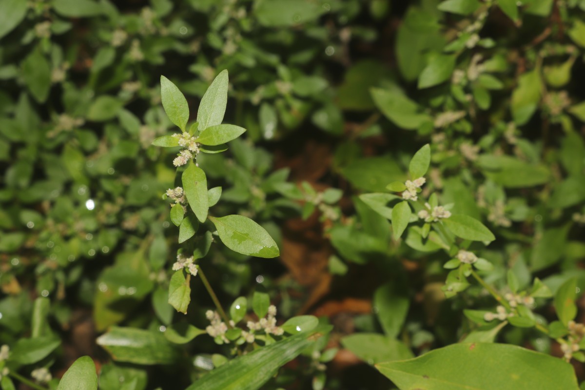 Nothosaerva brachiata (L.) Wight