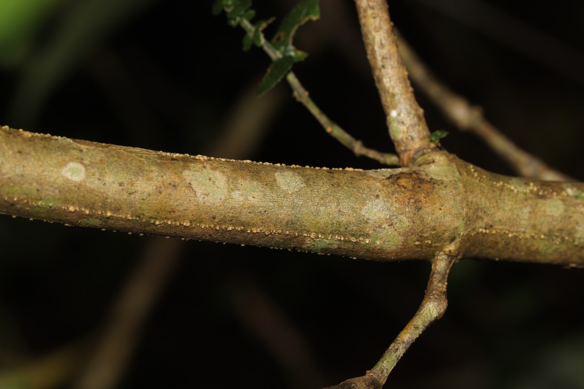 Strobilanthes anceps Nees