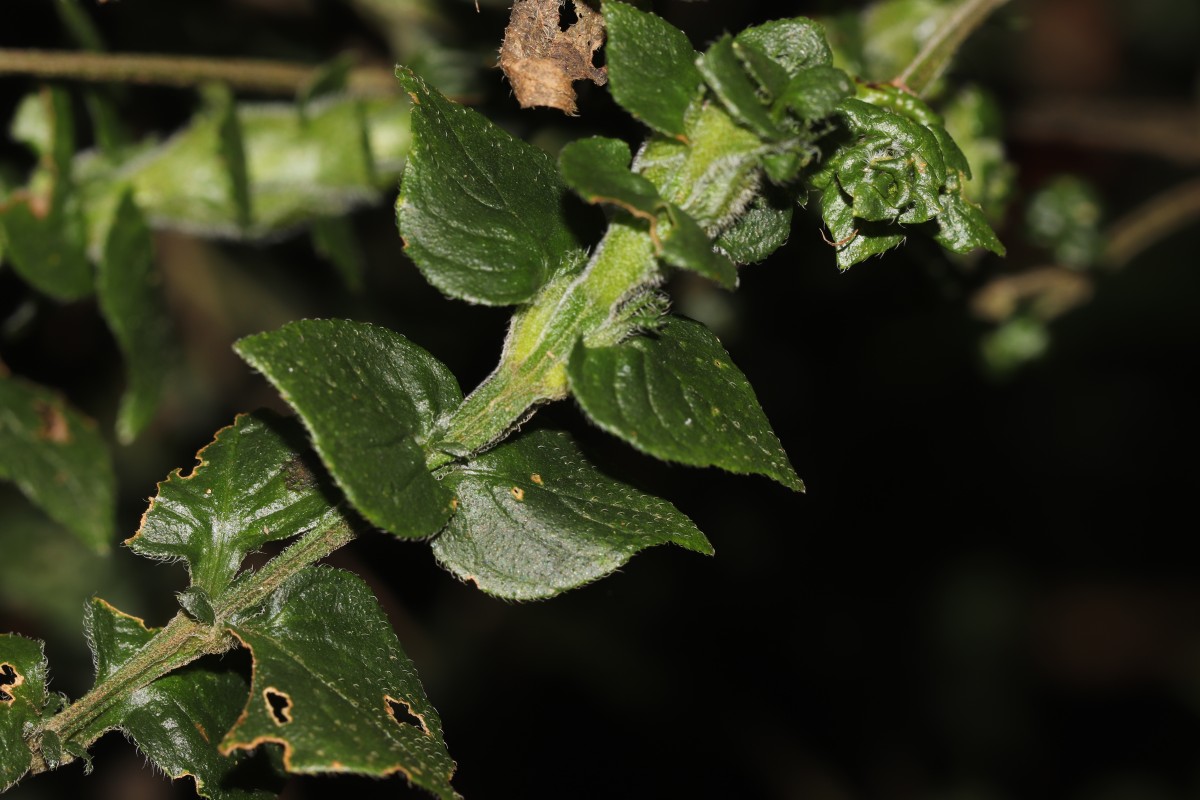 Strobilanthes anceps Nees