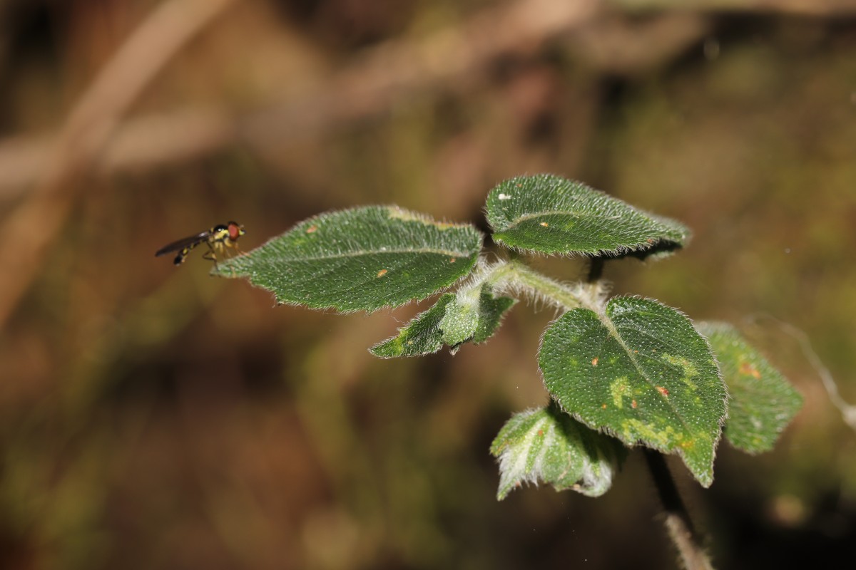 Strobilanthes arnottiana Nees