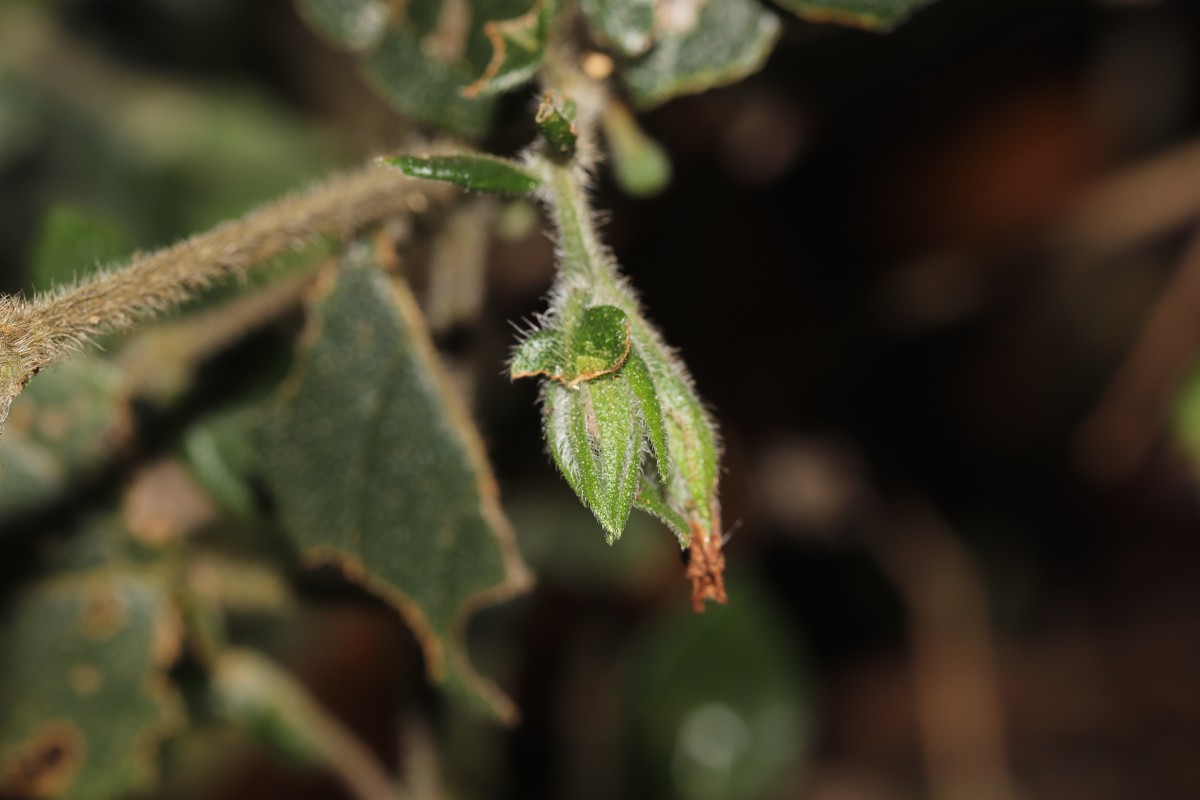 Strobilanthes arnottiana Nees