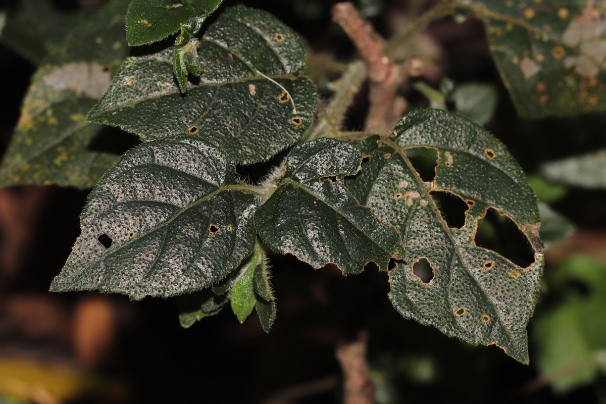 Strobilanthes arnottiana Nees