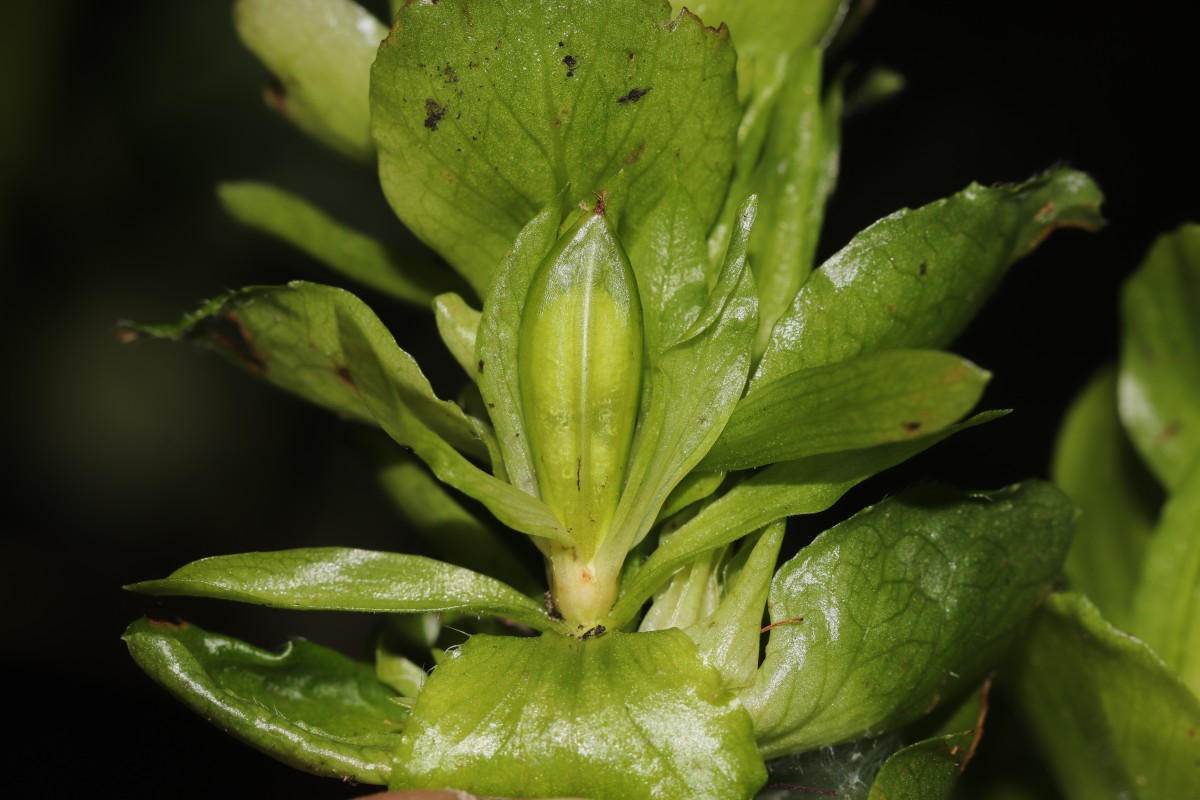 Strobilanthes calycina Nees