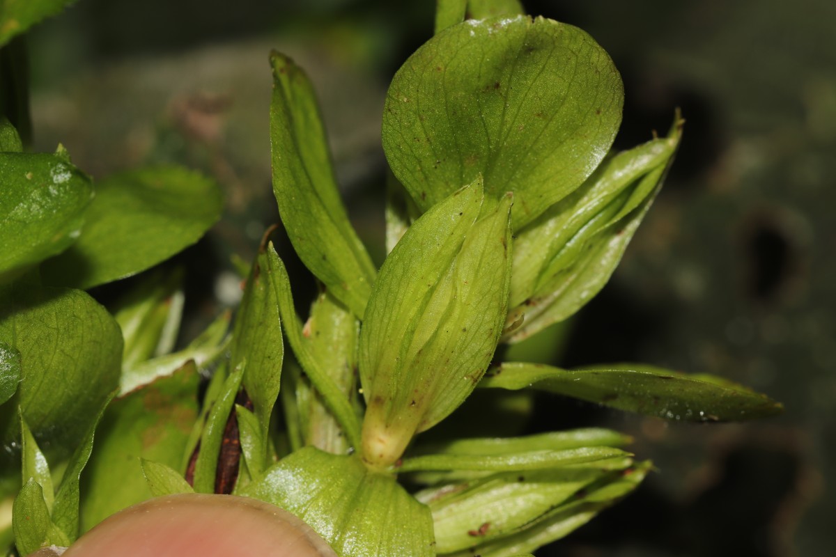 Strobilanthes calycina Nees