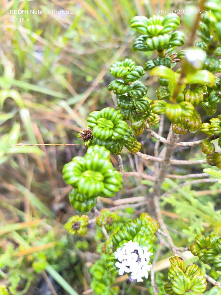 Hedyotis quinquinervia Thwaites