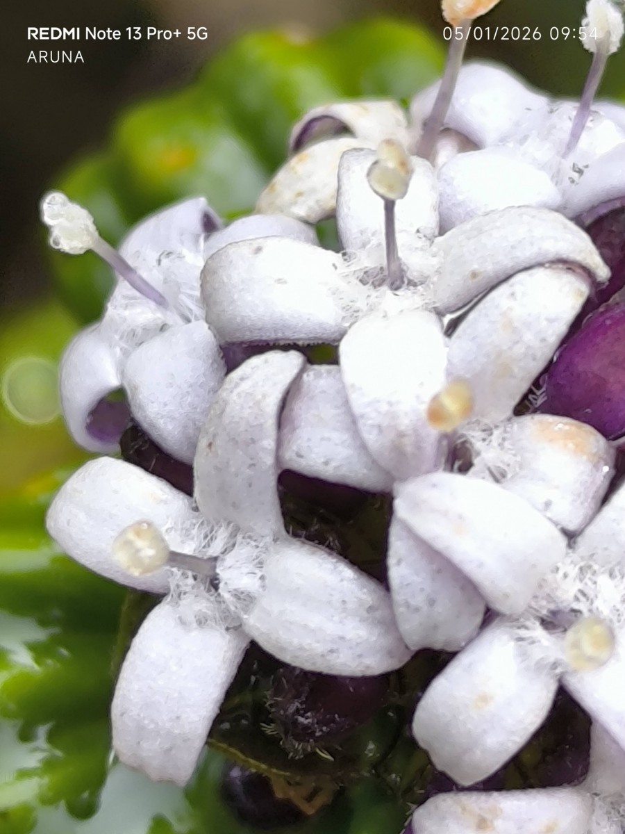 Hedyotis quinquinervia Thwaites